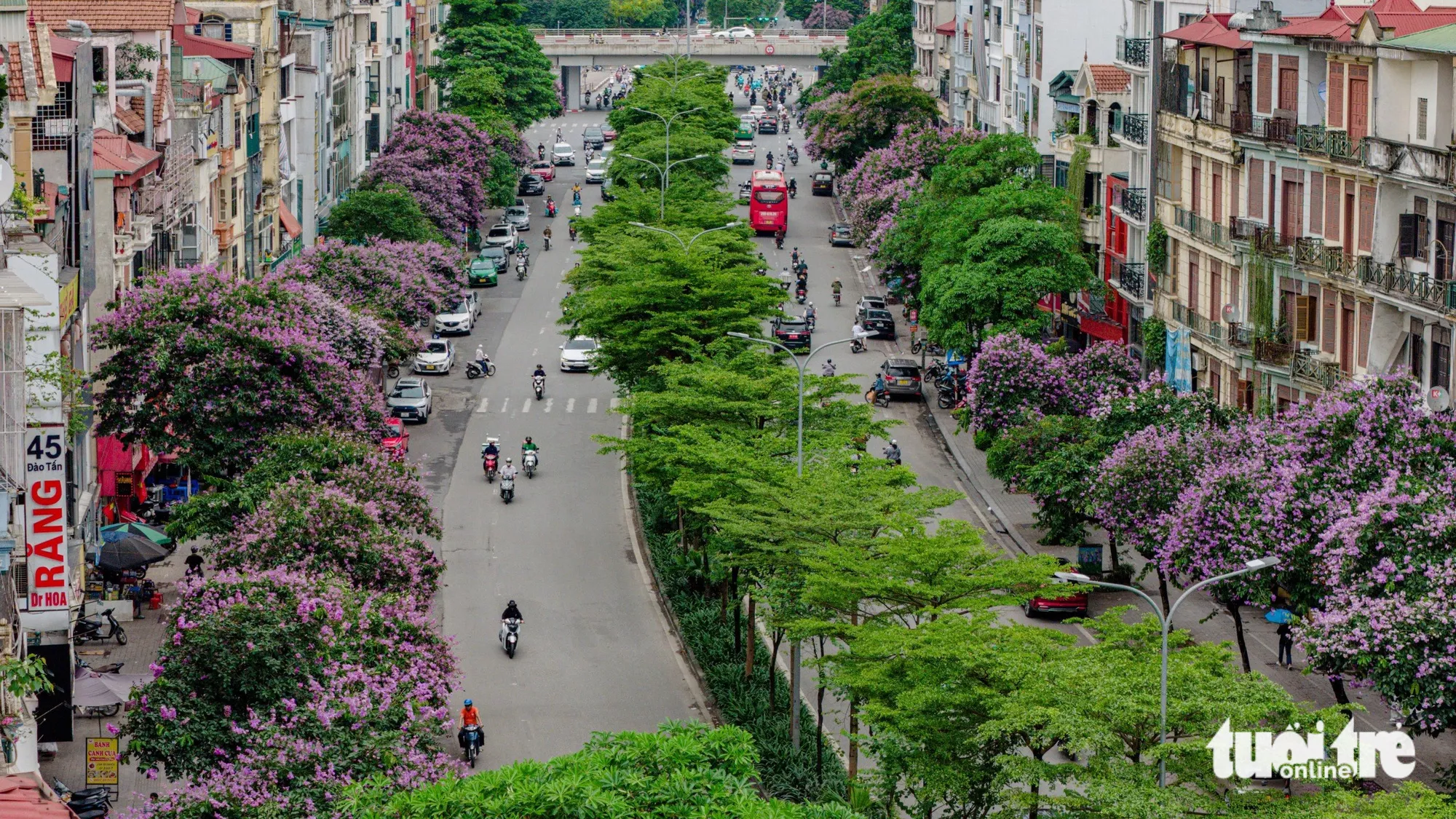 'Bằng lăng mộng mơ nhuộm tím phố phường Hà Nội'