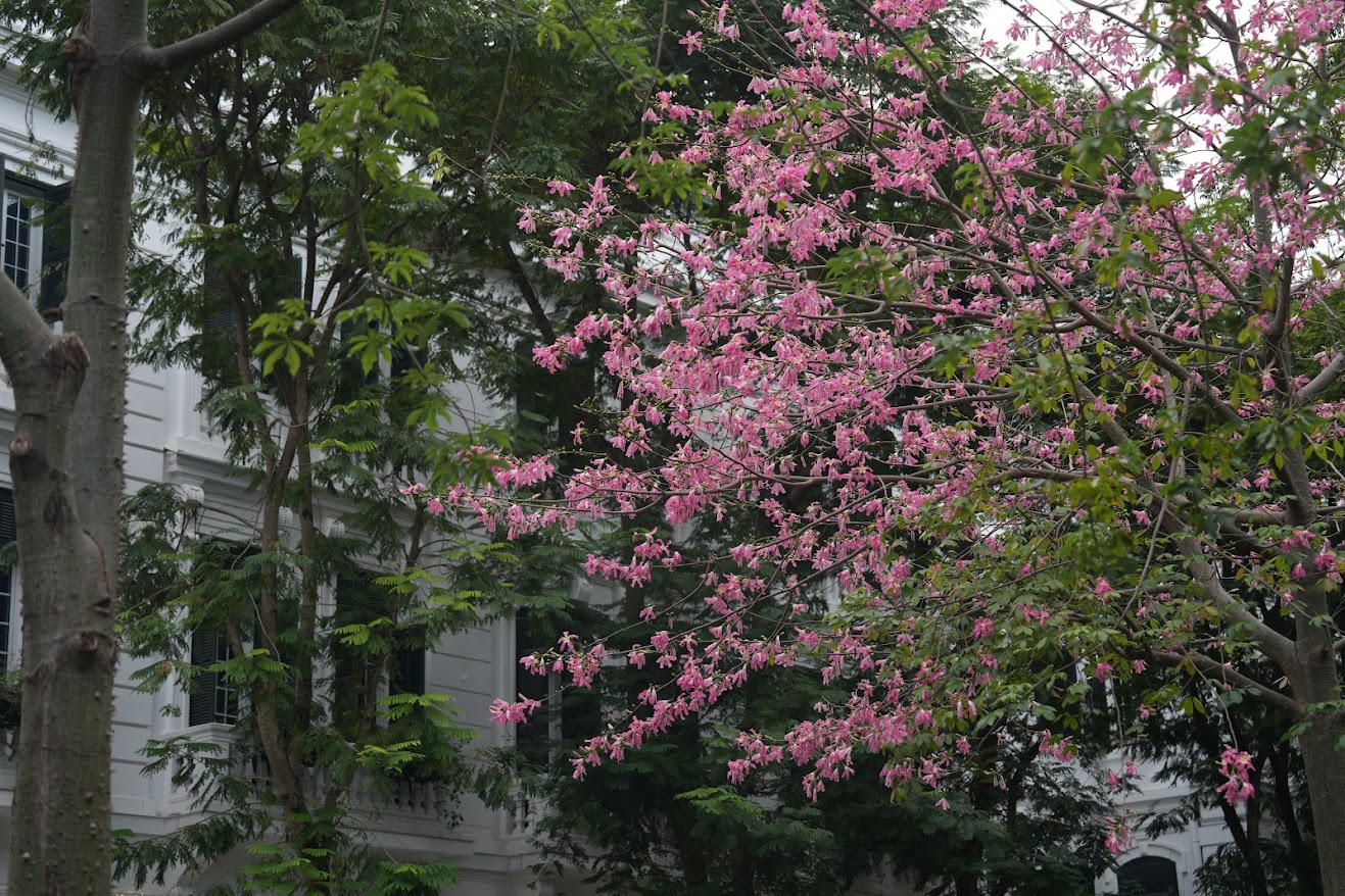 'The enchantingbeauty of Floss Silk in full bloom'