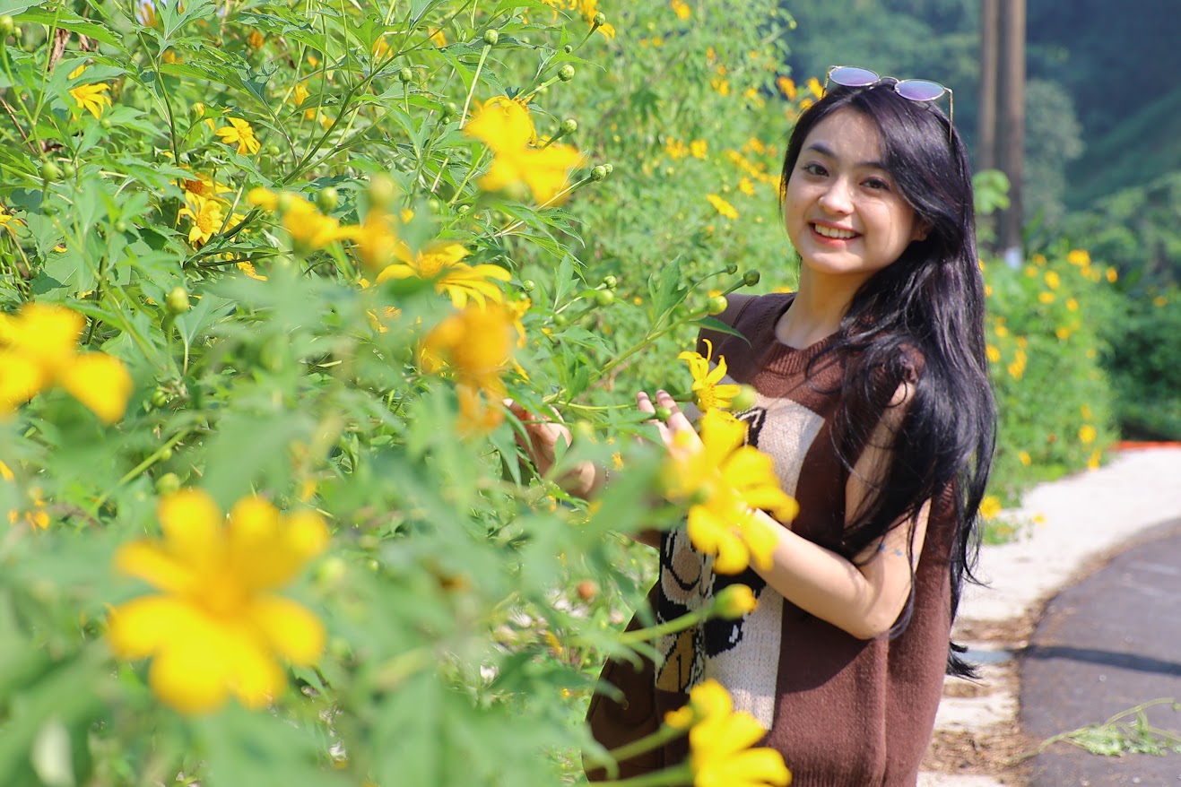 'Hanoi embraces the blossoming season of Wild Sunflowers'